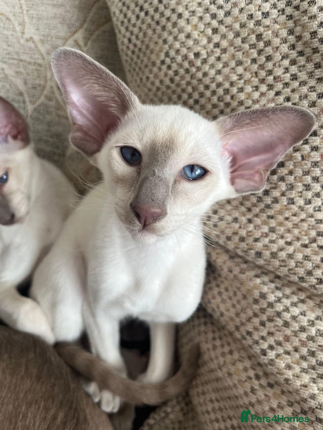 Siamese cats for sale: Gorgeous New Style Siamese kittens GCCF - Image 8