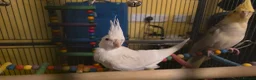 Cockatiels birds for sale: Albino Cockatiel–14 Weeks–Breeder Bred - Wetherby in Wetherby - Advert 1