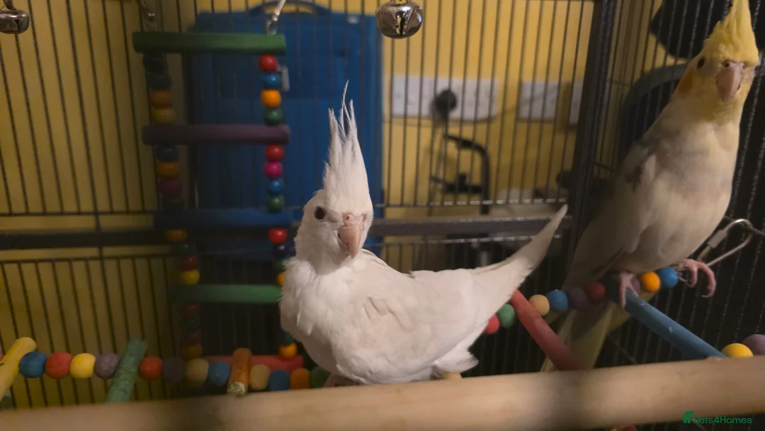Cockatiels birds for sale: Albino Cockatiel–14 Weeks–Breeder Bred - Wetherby in Wetherby - Advert 1