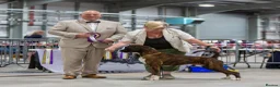 Boxer dogs for stud: CHAMPION B&W Boxer Dog HT0 Sires Reds & Brindles - Advert 2