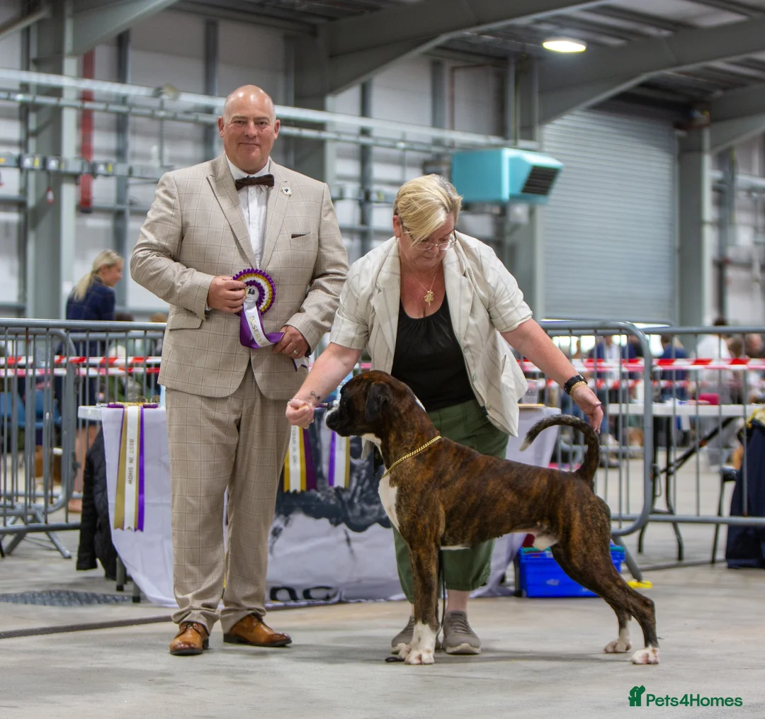 Boxer dogs for stud: CHAMPION B&W Boxer Dog HT0 Sires Reds & Brindles - Advert 2