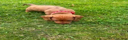 Miniature Dachshund dogs for sale: Beautiful Miniature Dachshunds 🐾 in Wednesbury - Advert 11