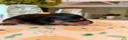 Miniature Dachshund dogs for sale: Stunning KC Registered Miniature Dachshund Puppies - Advert 13