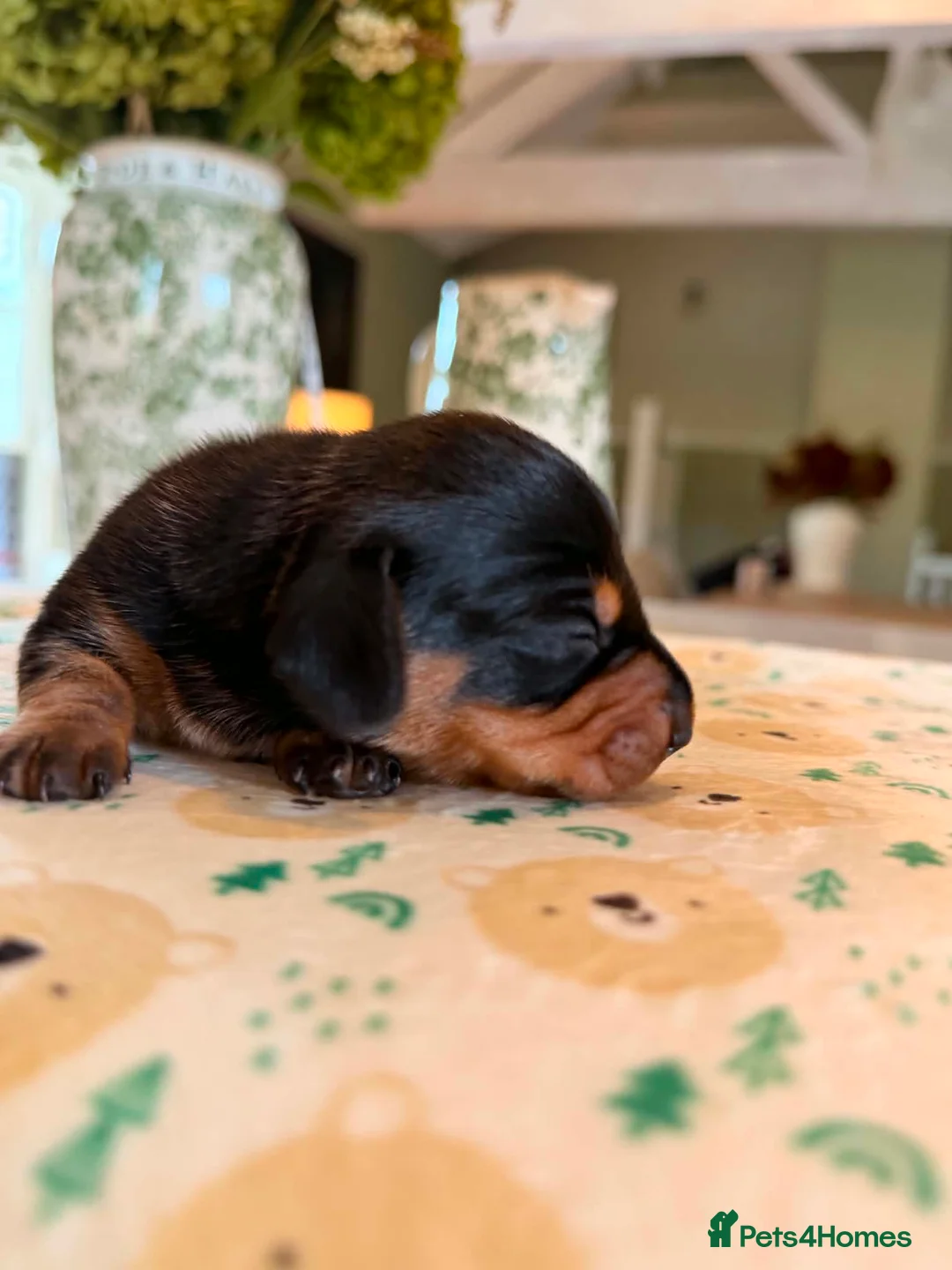 Miniature Dachshund dogs for sale: Stunning KC Registered Miniature Dachshund Puppies - Advert 13
