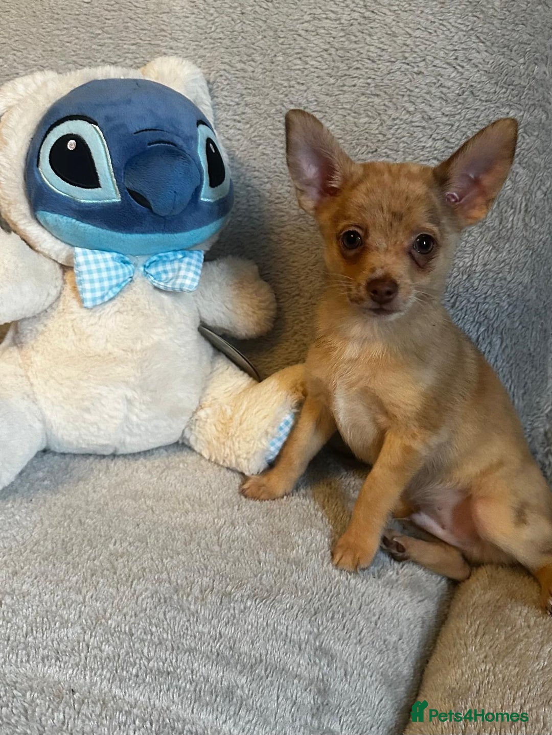 Mixed Breed dogs for sale: Chihuahua x  - Image 15