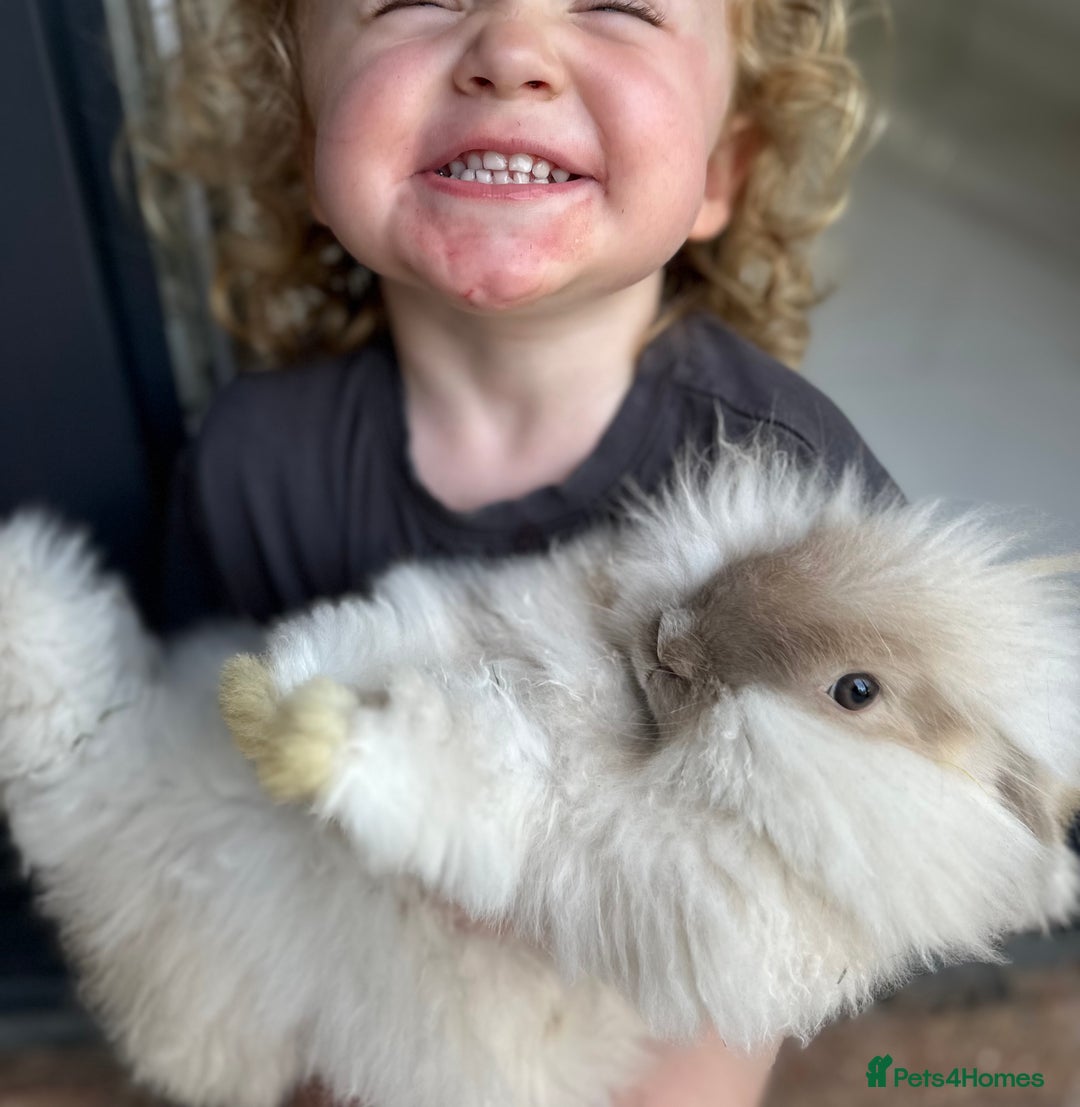 Angora rabbits for sale: ✨ ANGORA BABY BOY ✨ super friendly in Newcastle - Image 1