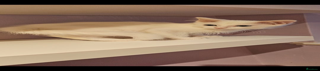 Ragdoll Kitten 2