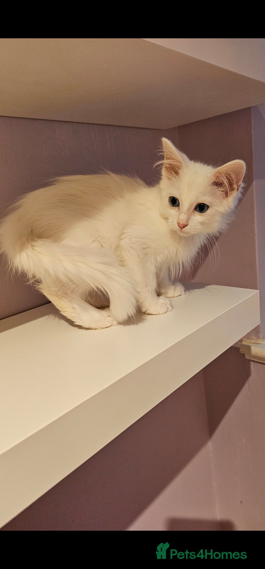 Ragdoll cats for sale: Loving half Ragdolls - Image 21