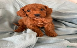 Cockapoo dogs for sale: Beautiful fox red cockapoo - Image 24