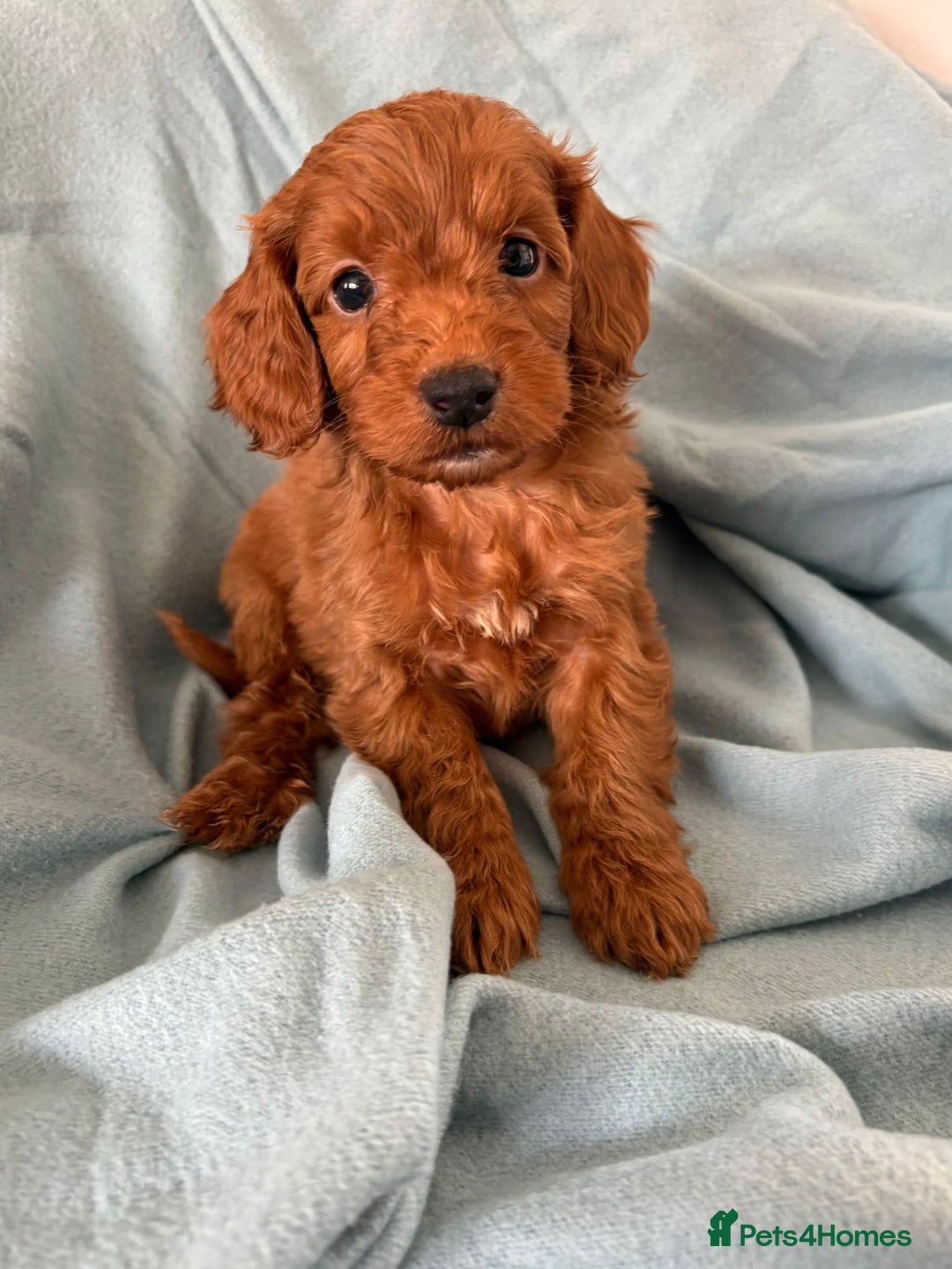Cockapoo dogs for sale: Beautiful fox red cockapoo - Image 24
