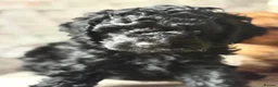 Cavapoo dogs for sale: Cavapoo puppies  - Advert 14