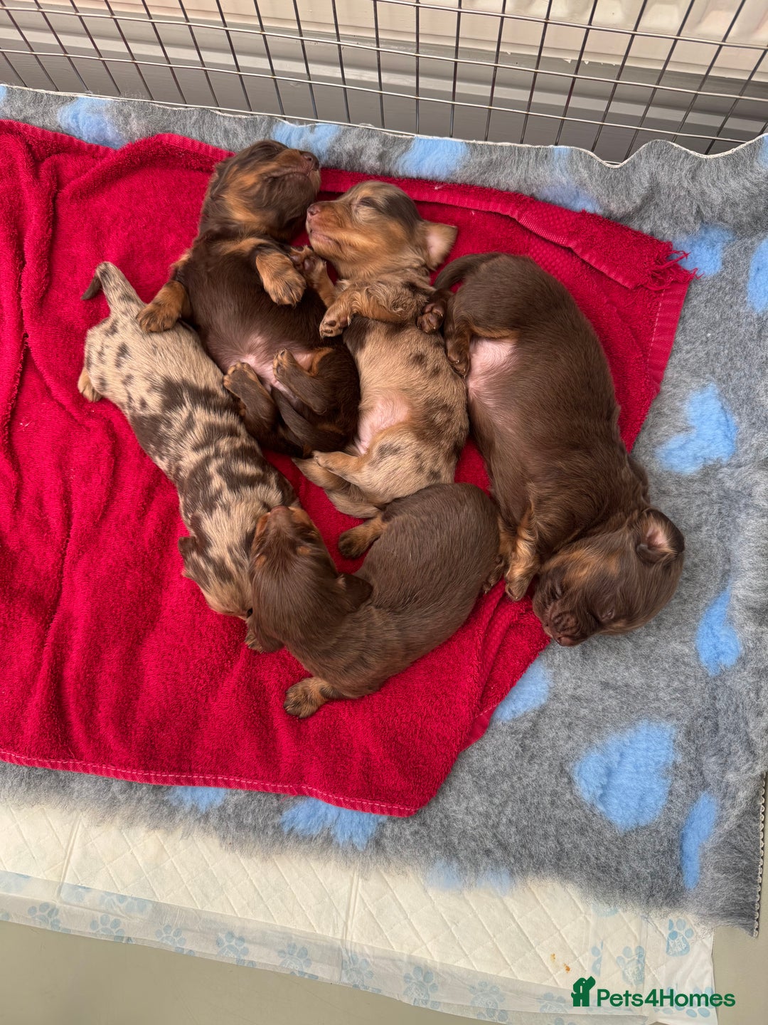 Miniature Dachshund dogs for sale: Stunning longhaired min chocolates - Advert 1