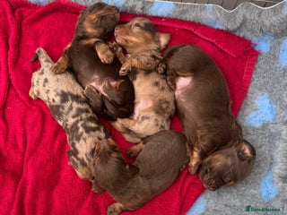 Miniature Dachshund dogs Stunning longhaired min chocolates - Advert 1