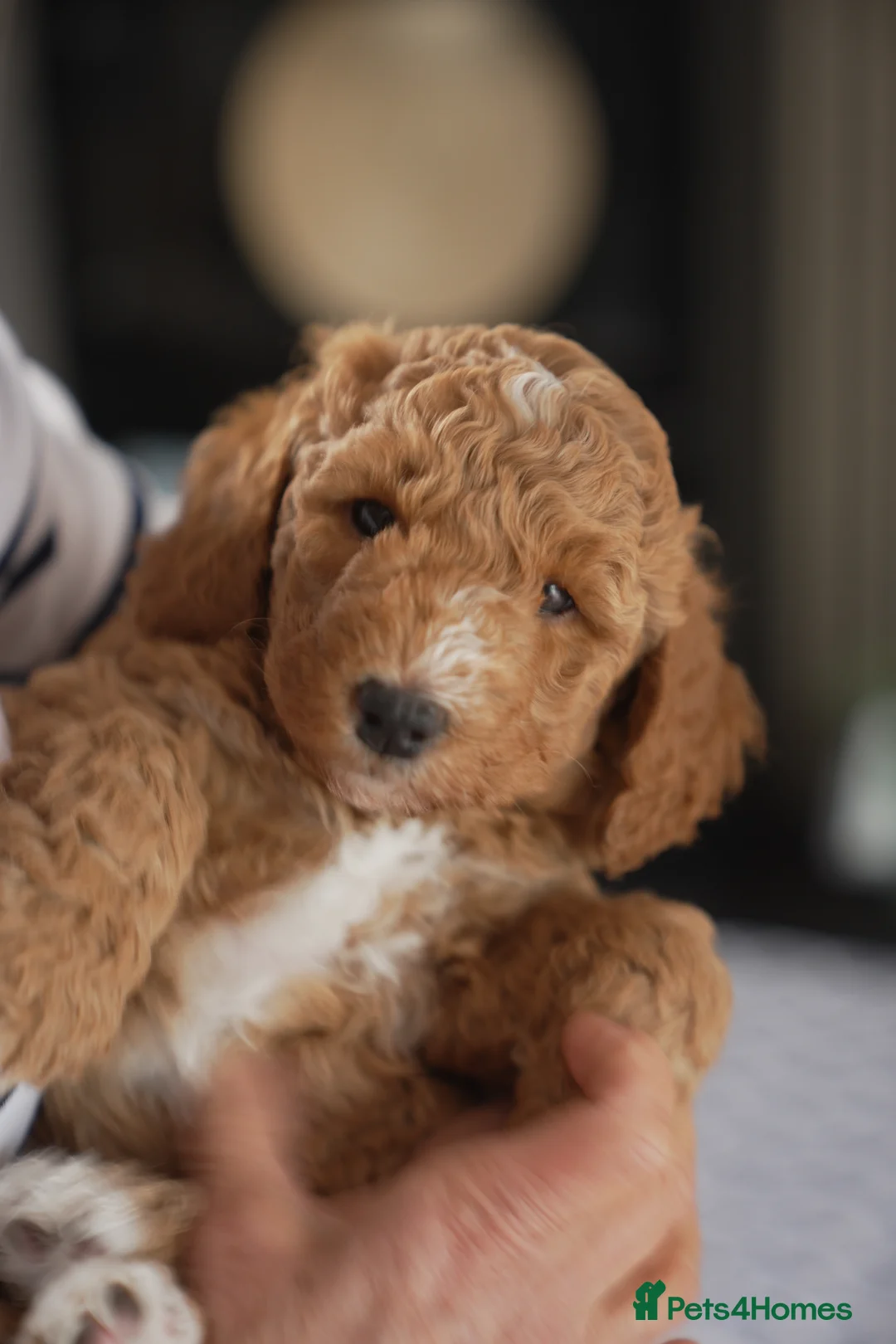 Australian Labradoodle dogs for stud: Tuxedo Max Available for Stud - Advert 21