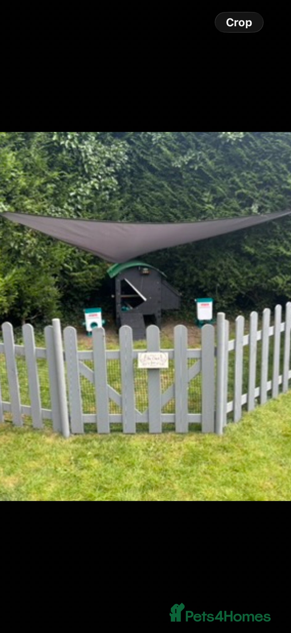 Chickens poultry Silkies - Advert 2