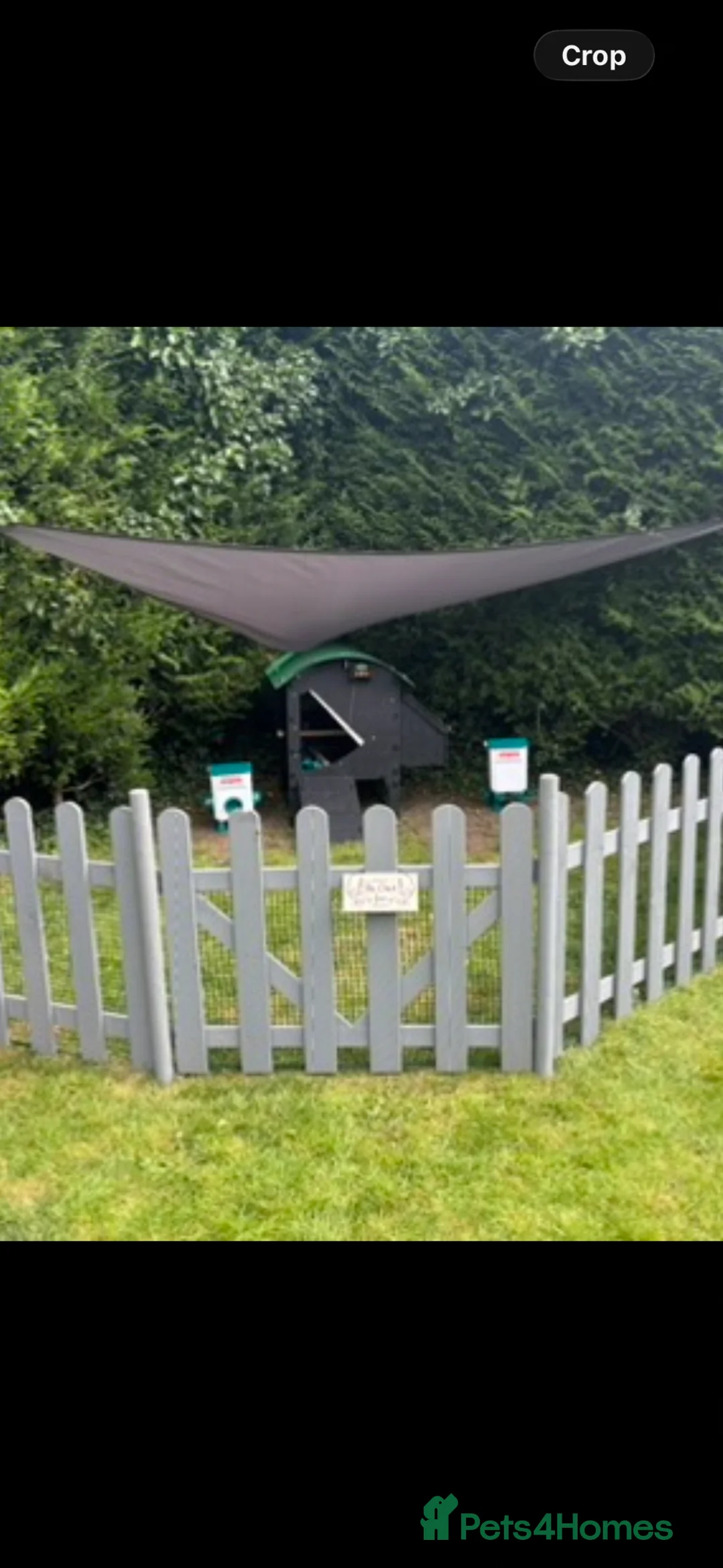 Chickens poultry for sale: Silkies - Advert 1