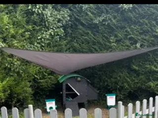 Chickens poultry Silkies - Advert 2