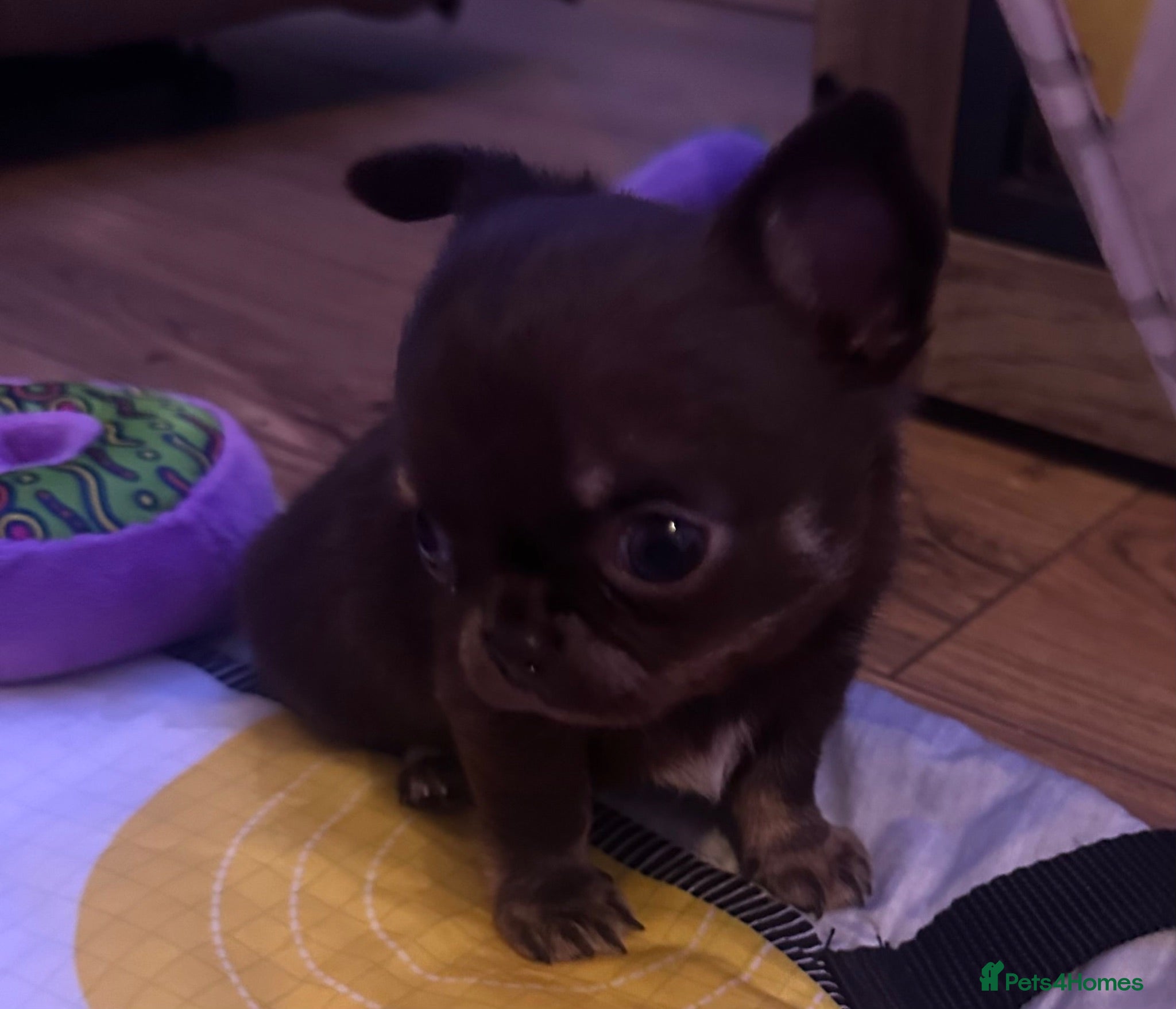 Chihuahua dogs BEAUTIFUL TINY CHOCOLATE BOY - Advert 13
