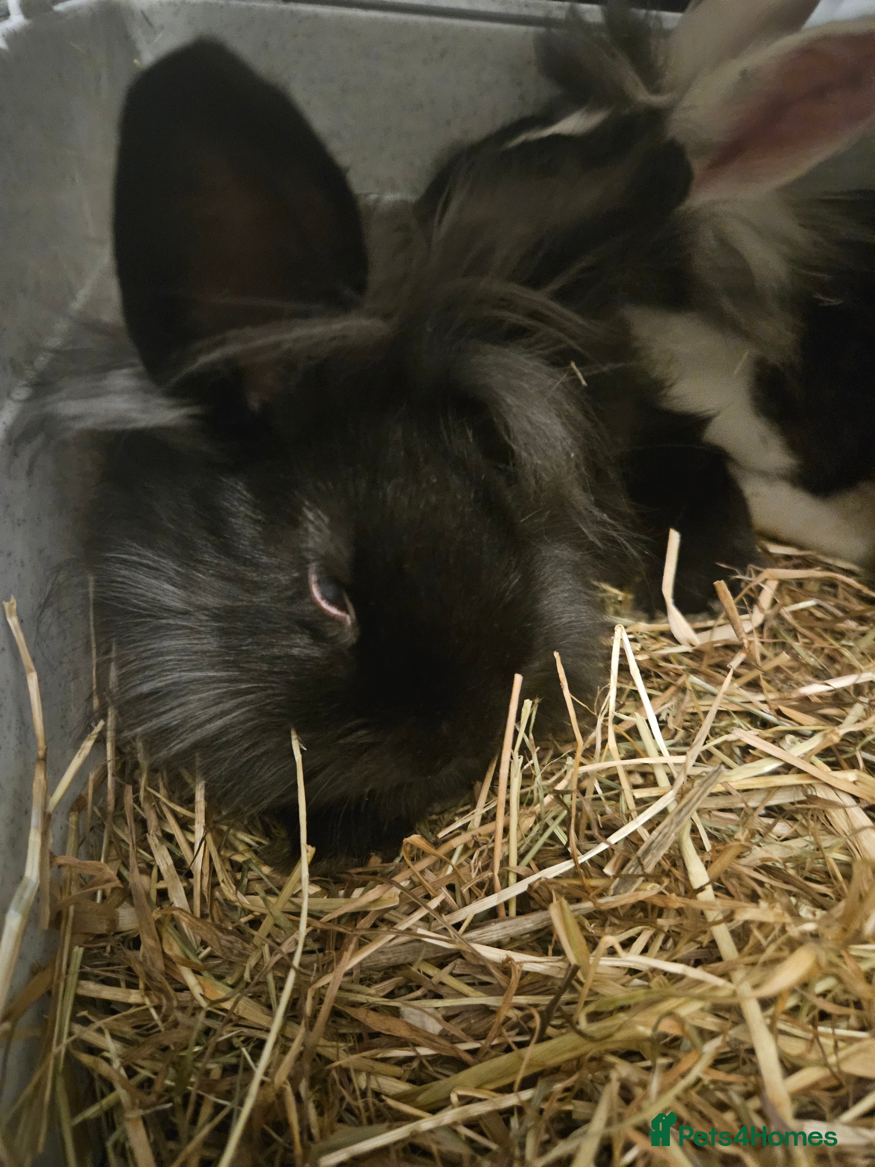 Lionhead rabbits Lion head last 3 left - Advert 1