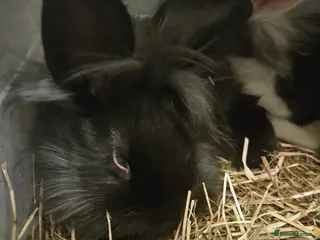 Lionhead rabbits Lion head last 3 left - Advert 1