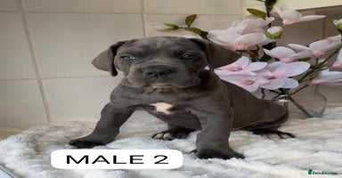 Mixed Breed dogs - Advert 6