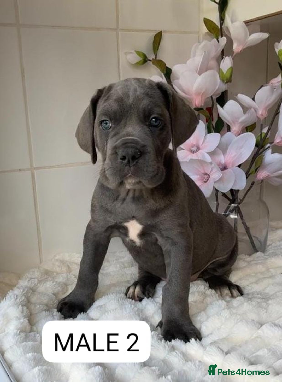 Mixed Breed dogs for sale: Italian Mastiff puppies READY NOW !!! - Image 2