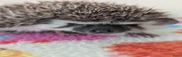 Pygmy Hedgehog rodents for sale: Beautiful Female Hoglets Ready Now 8 weeks old!!! - Advert 15