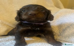 Cockapoo dogs for sale: Adorable Chocolate Cockapoos  - Image 4