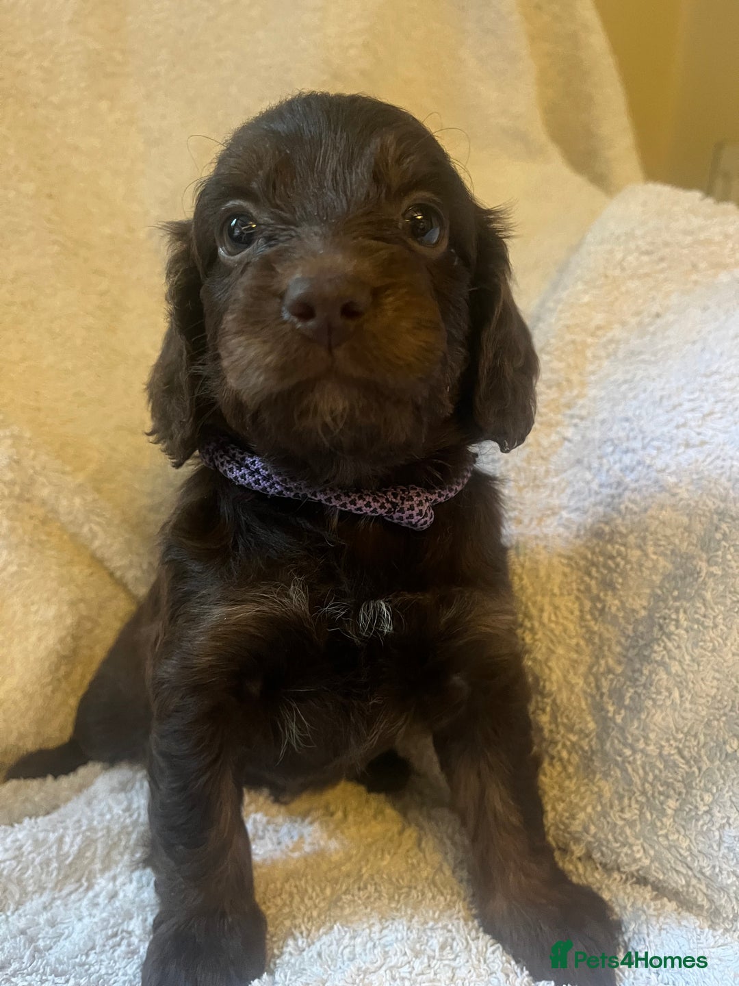 Cockapoo dogs for sale: Adorable Chocolate Cockapoos  - Image 4
