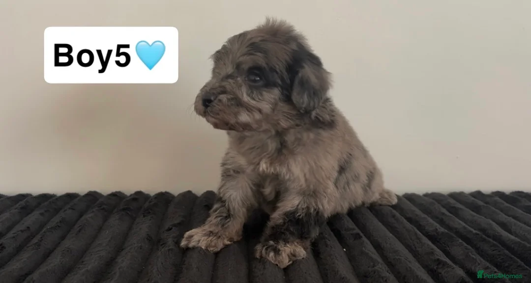 Cockapoo dogs for sale: Cockapoo puppies  - Advert 31