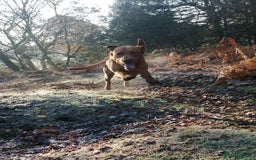 Labrador Retriever dogs for stud: Proven Fox Red Labrador for stud in Lewes - Image 5