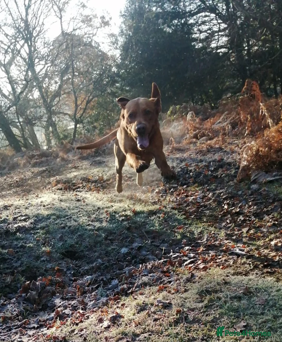 Labrador Retriever dogs for stud: Proven Fox Red Labrador for stud in Lewes - Advert 5