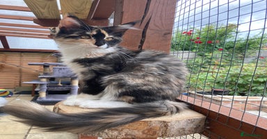 Maine Coon cats - Advert 3