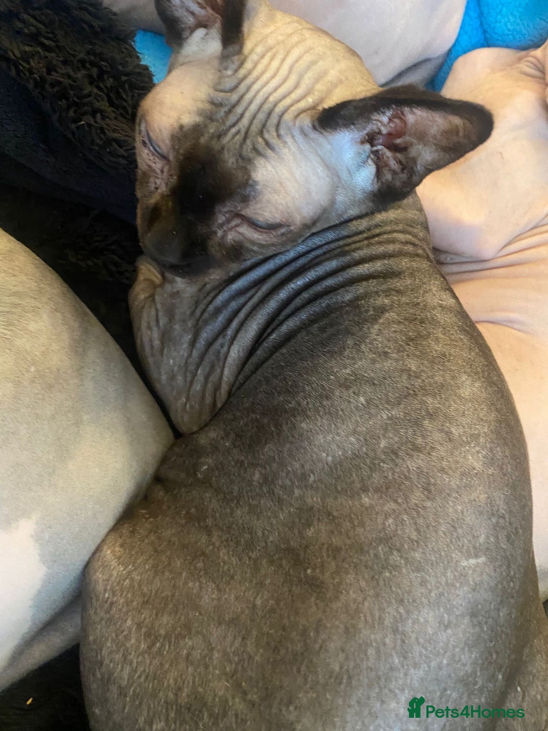 Sphynx cats for sale: Sphinx kitten ready now - Image 21