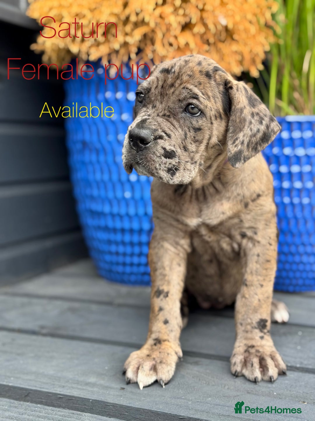 Mixed Breed dogs for sale: Last Four Mastiff pups available  - Image 7