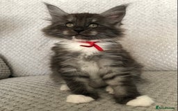 Maine Coon cats for sale: MaineCoon Kittens Black Smoke 1 Boy & 2 Girls - Image 24