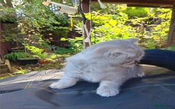 British Shorthair cats for sale: Male British short hair  - Image 7