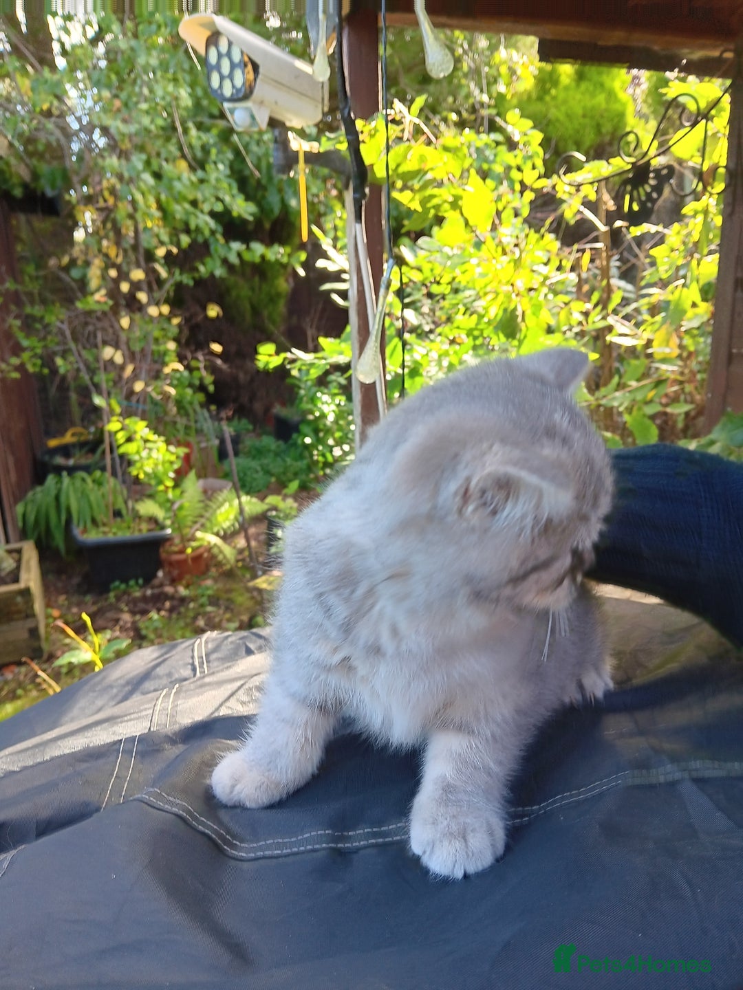 British Shorthair cats for sale: Male British short hair  - Image 7