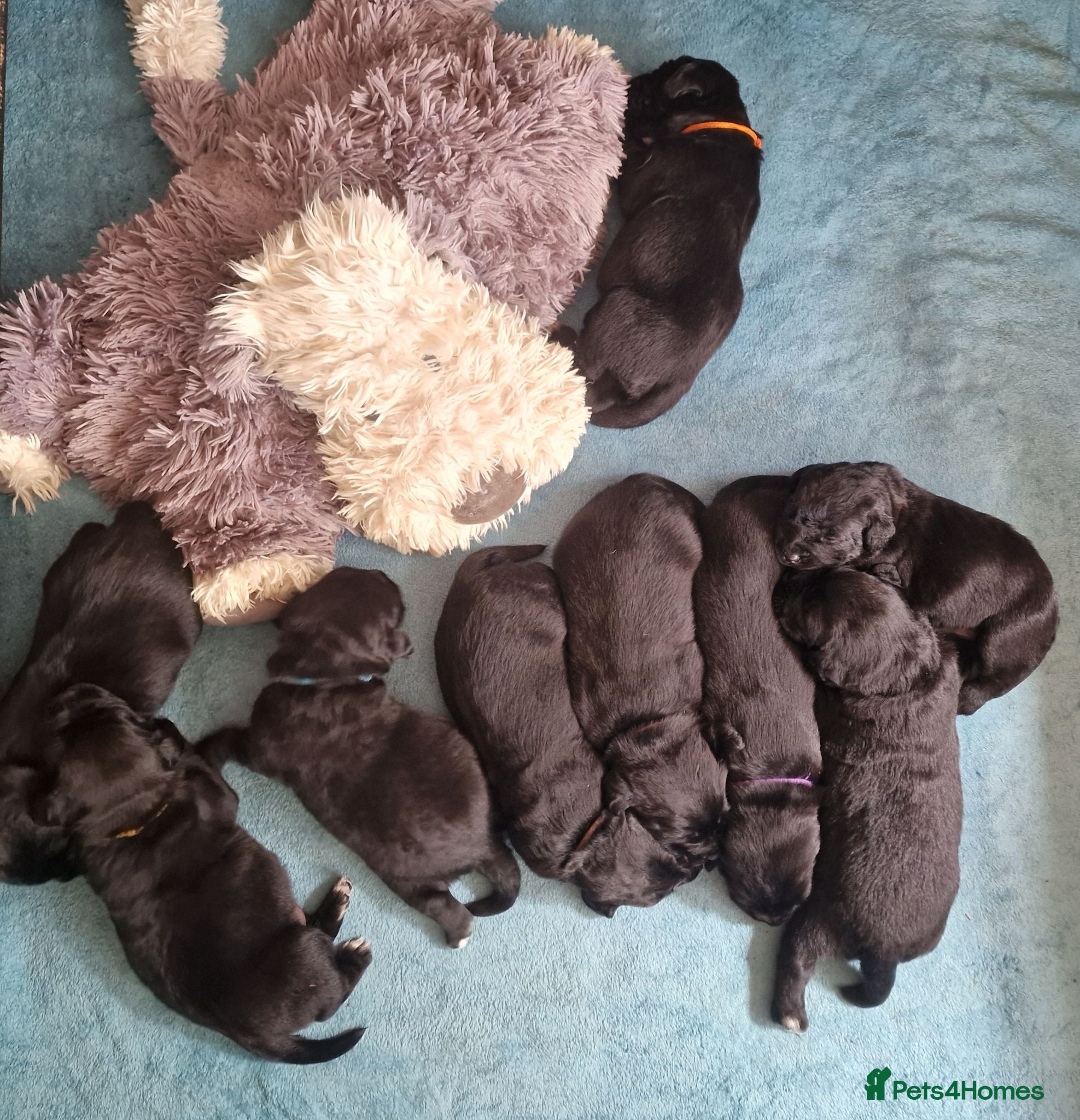 Springador dogs BEAUTIFUL SPRINGADOR PUPPIES - Advert 2