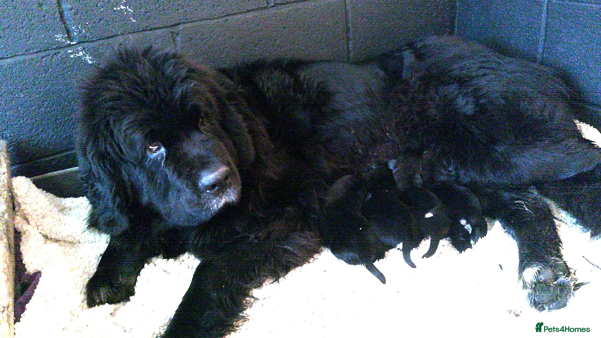 Newfoundland dogs Newfoundland puppies - Advert 2