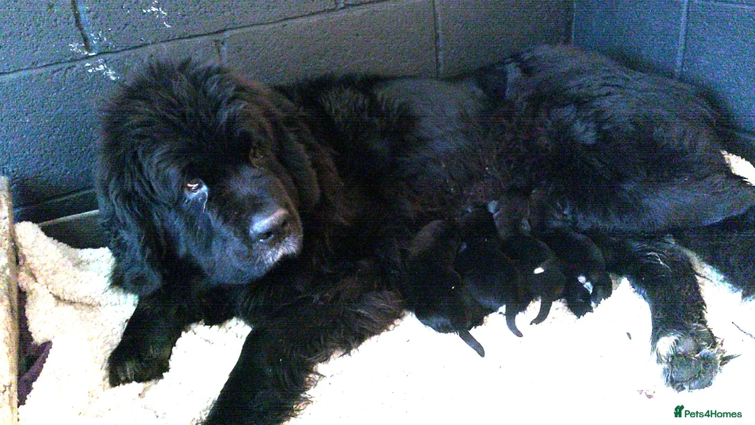 Newfoundland dogs for sale: Newfoundland puppies - Advert 1