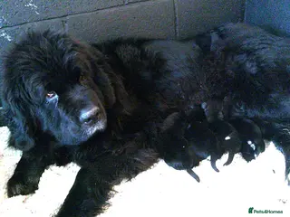 Newfoundland dogs Newfoundland puppies - Advert 2