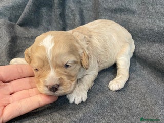 Cavapoo dogs Extensively Health tested F1 Toy Cavapoo puppies - Advert 18