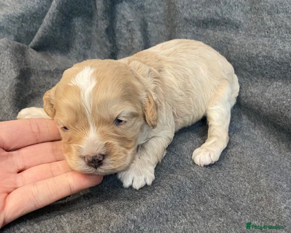 Cavapoo dogs - Advert 4