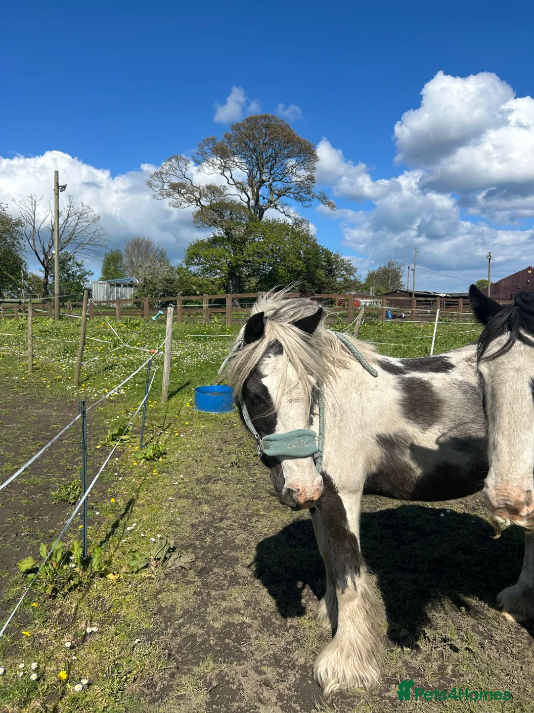 Irish Cob horses for sale: PERFECT FIRST PONY/GREAT FOR RIDING SCHOOL  in Morpeth - Advert 17