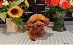 Toy Poodle dogs for stud: Red Toy Poodle STUD - Health tested clear  - Image 2