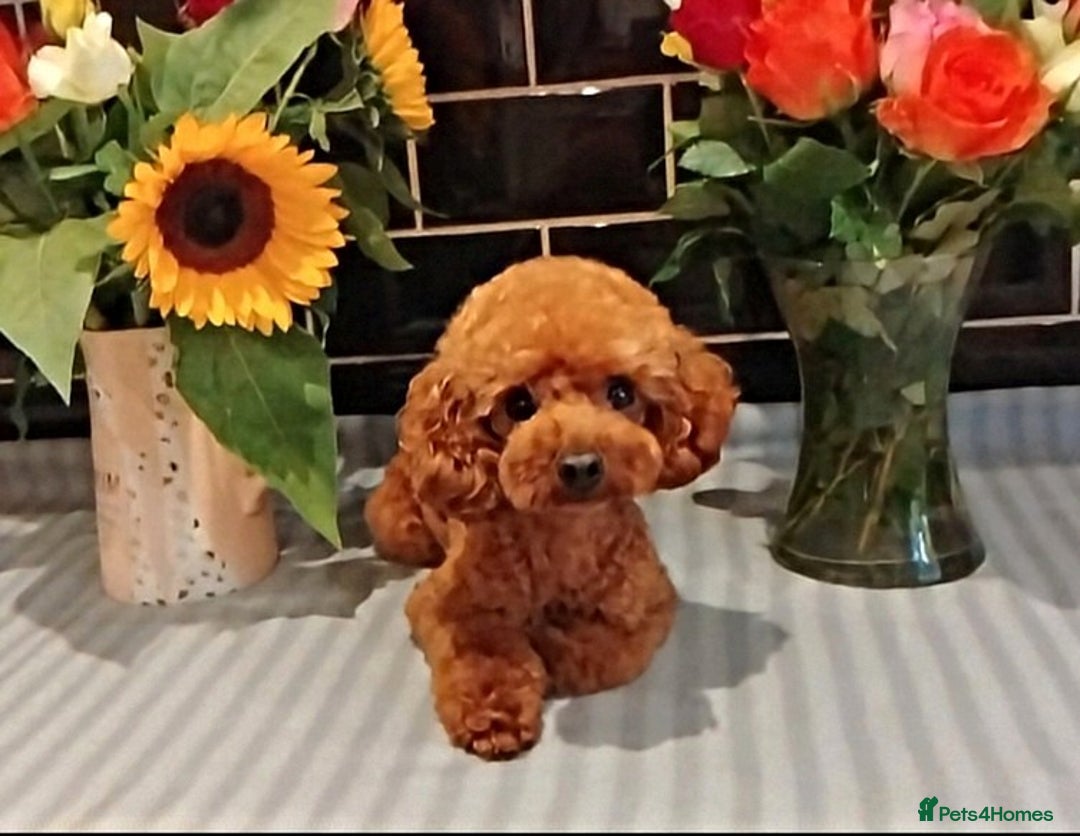 Toy Poodle dogs for stud: Red Toy Poodle STUD - Health tested clear  - Image 2