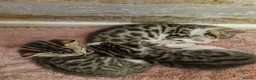 Mixed Breed cats for sale: 3 half bengal kittens - Advert 11