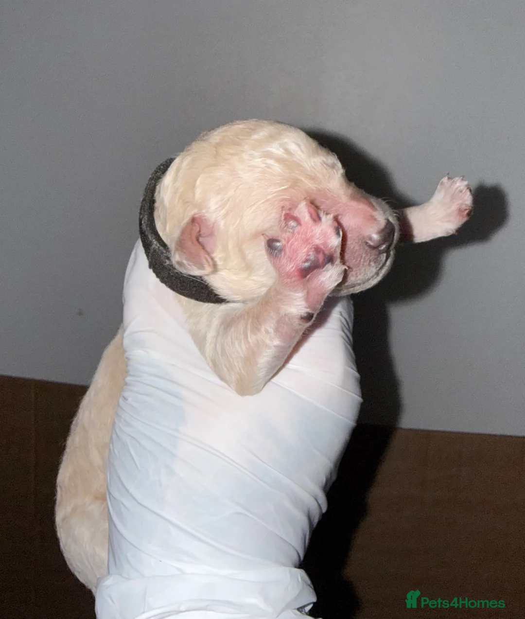 Standard Poodle dogs for sale: exceptional kc standard poodles  - Advert 4