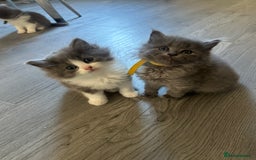 Ragdoll cats for sale: Reserved - Image 5